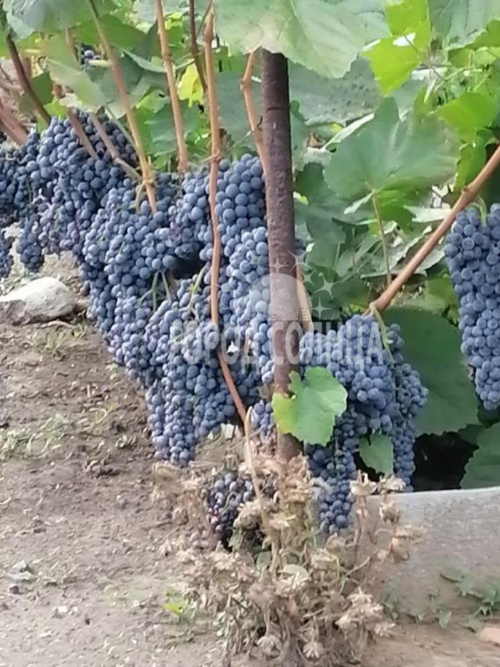 Продажа дома СНТ Восток