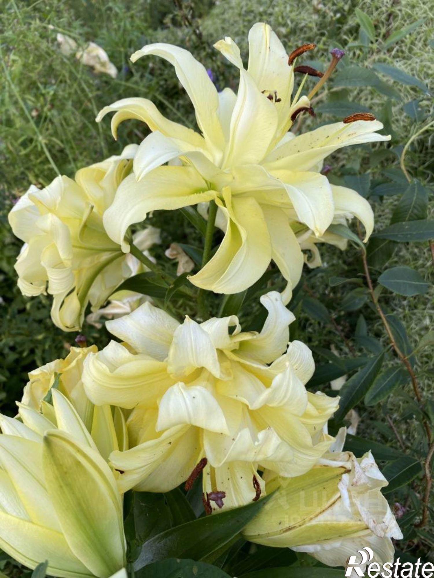 Купить дачу, дом, коттедж за 1 850 000 рублей на территория СОСН Автоматика, 3-я аллея, 23