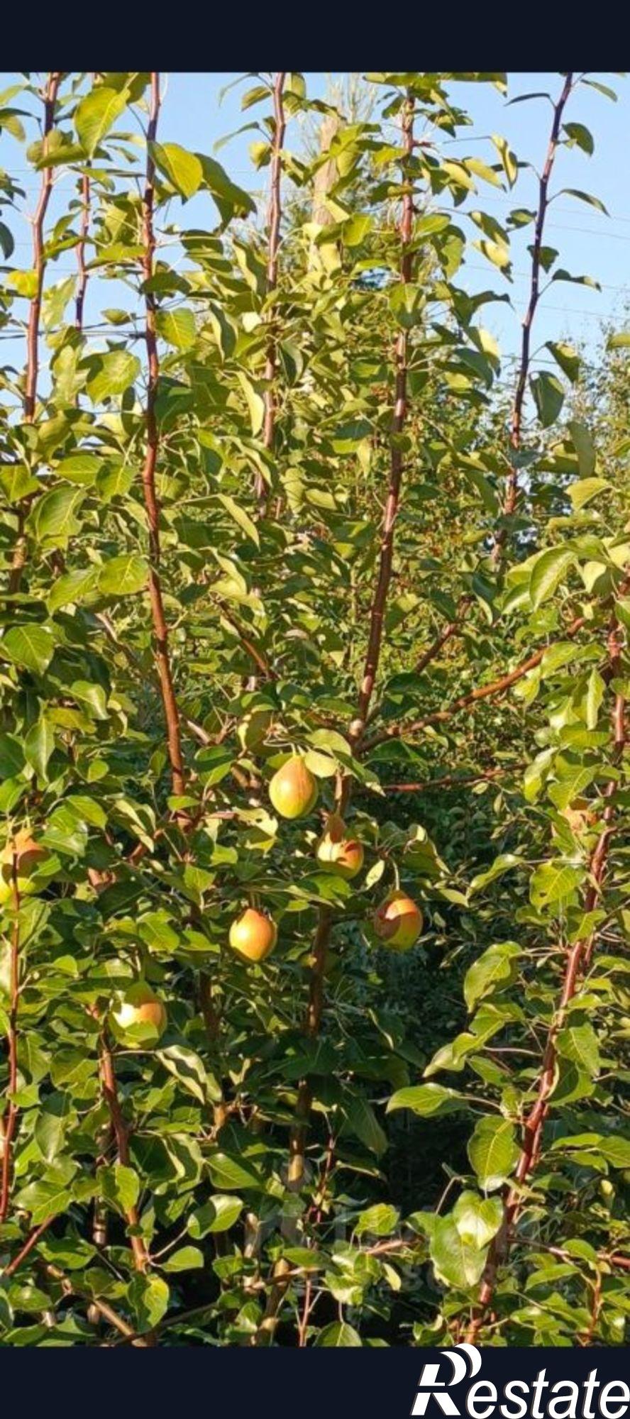 Купить дачу, дом, коттедж за 1 500 000 рублей
