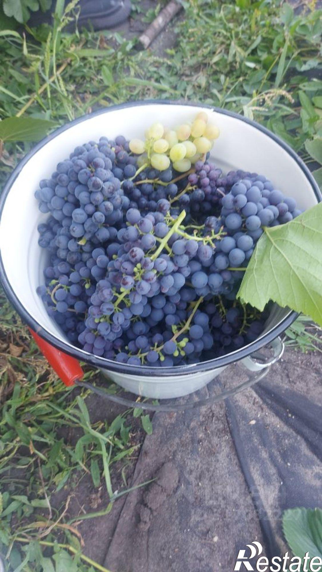 Купить дачу, дом, коттедж за 2 000 000 рублей