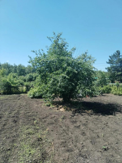 Продажа участка сдт Механизатор-2