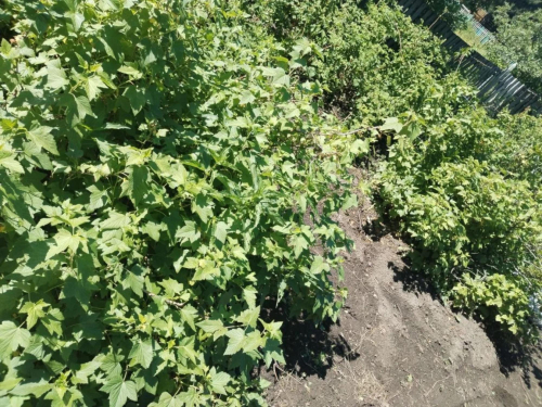 Продажа участка сдт Механизатор-2