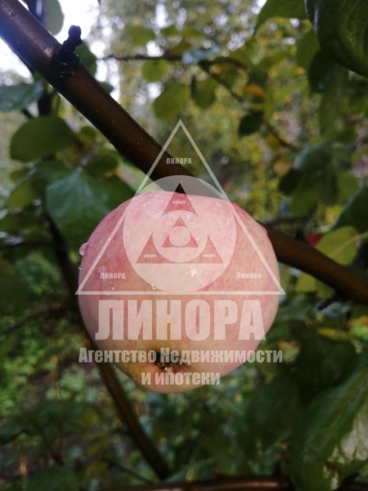 Купить дачу, дом, коттедж за 1 300 000 рублей на СОСН Лесное