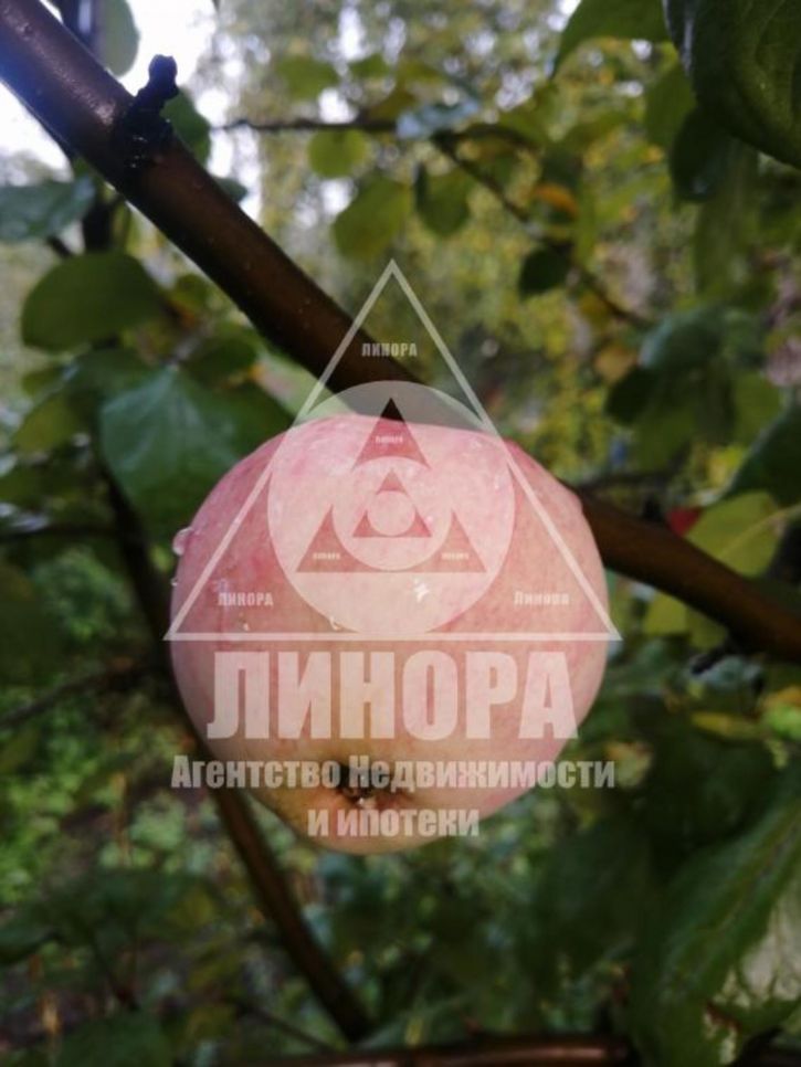Коттедж/дом СОСН Лесное
