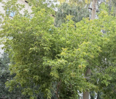 3-комн, 60кв м, этаж 2/5 ул Авиагородок, 13
